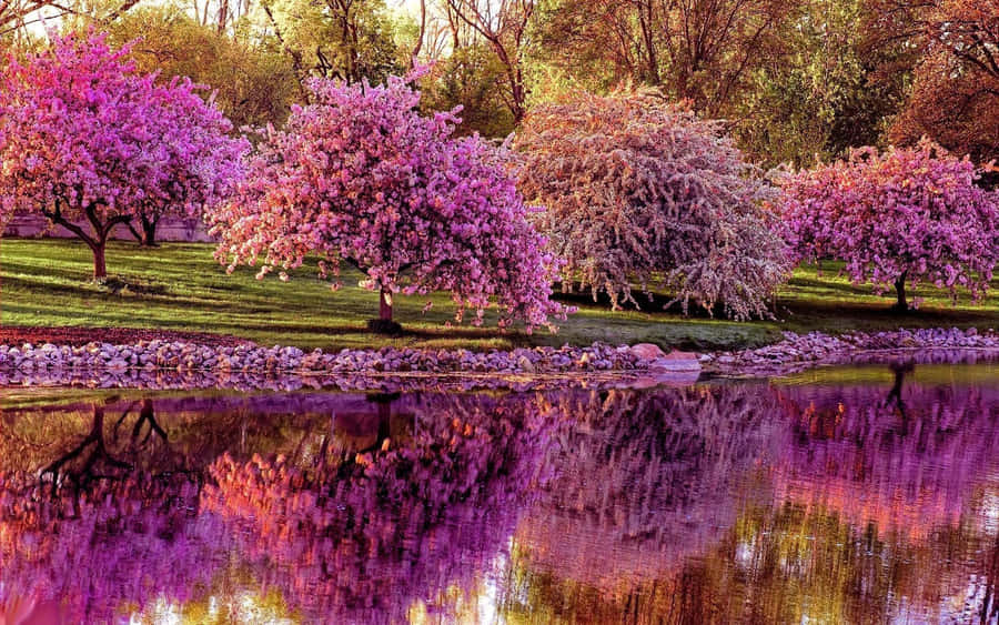 Enjoy The Beauty Of Spring With These Vibrant Flowers Wallpaper