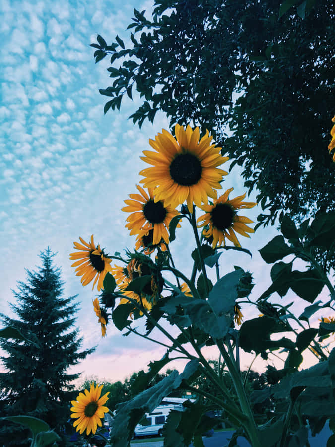 Enjoy The Beauty Of The Sunflower With This Aesthetic Iphone Wallpaper. Wallpaper
