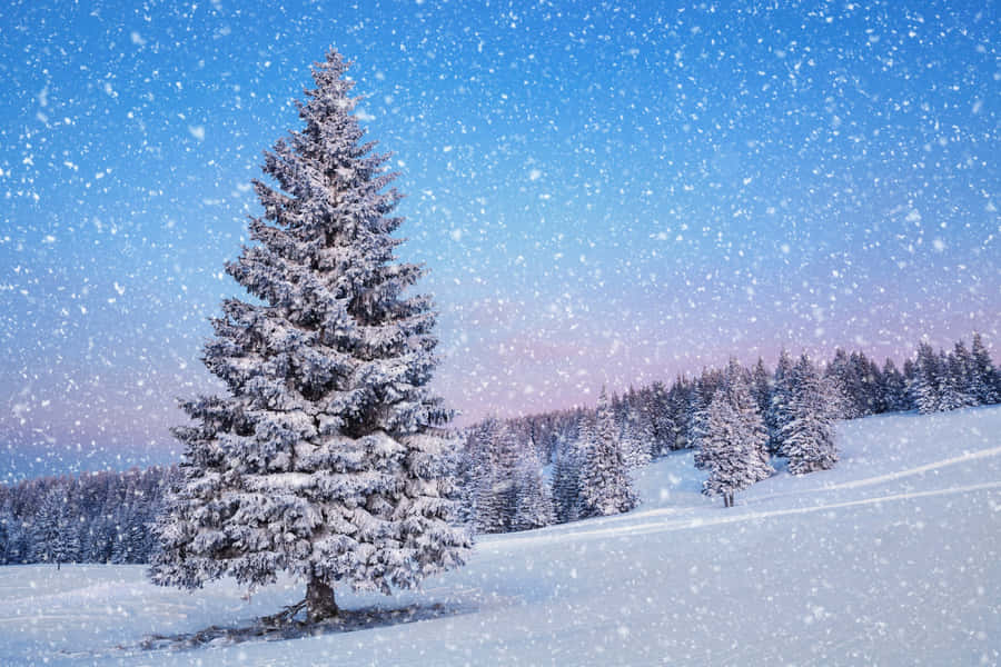 Enjoy The Beauty Of Winter With Tranquil Snow Falling. Wallpaper