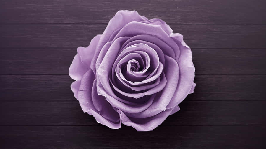 Enjoy The Latest Technology With Rose Laptop. Wallpaper