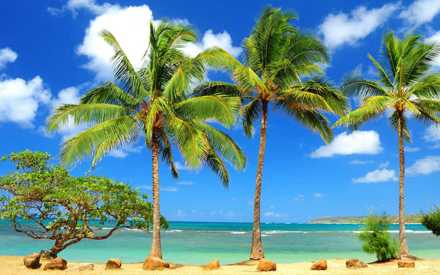 Enjoy The Peace Of An Oasis With This Tranquil Desktop Wallpaper. Wallpaper
