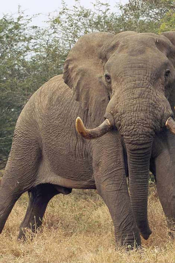 Enjoy The Power Of The Cloud With Elephant Laptop Wallpaper