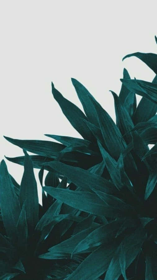 Enjoy The Refreshing Look Of Olive Green Iphone Wallpaper