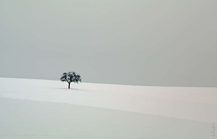 Enjoy The Serene Beauty Of A Peaceful Winter Wallpaper