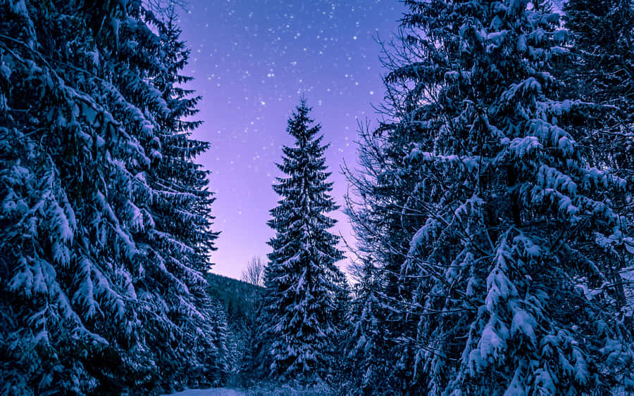Enjoy Winter In Its Beautiful And Snowy Glory Wallpaper