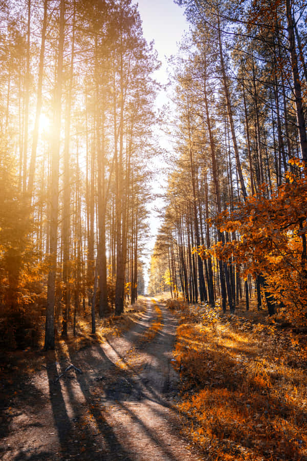 Enjoying An Autumn Hike In The Woods Wallpaper