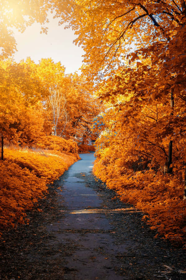 Enjoying Nature's Splendor In Early Fall. Wallpaper