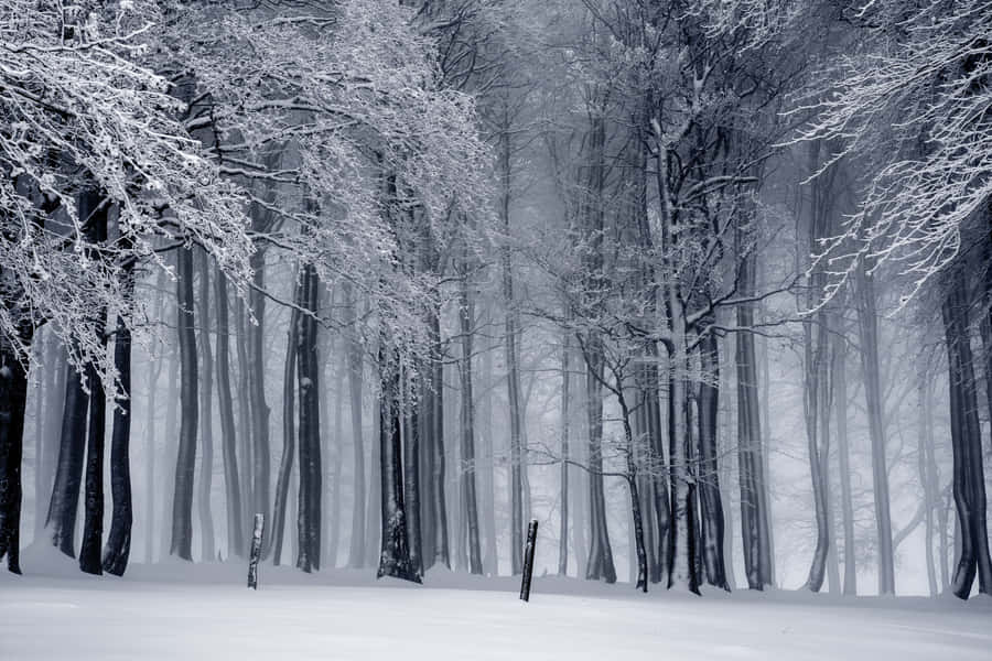 Enjoying The Beauty Of Nature In Winter Wallpaper