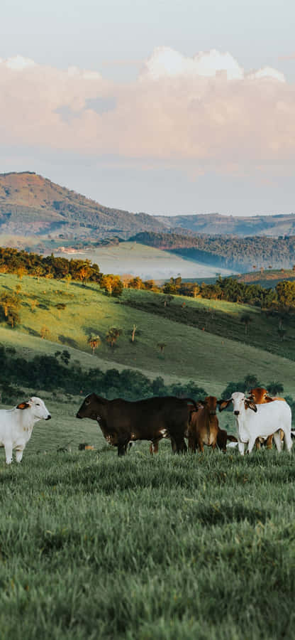 Enjoying The Stunning Scenery Of A Ranch Wallpaper