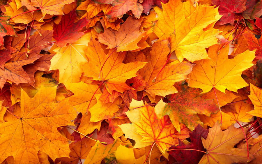 Enjoying The Vibrant Colors Of Fall Wallpaper