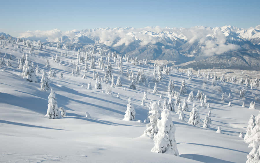 Enjoying The Winter Scenery In The Woods Wallpaper