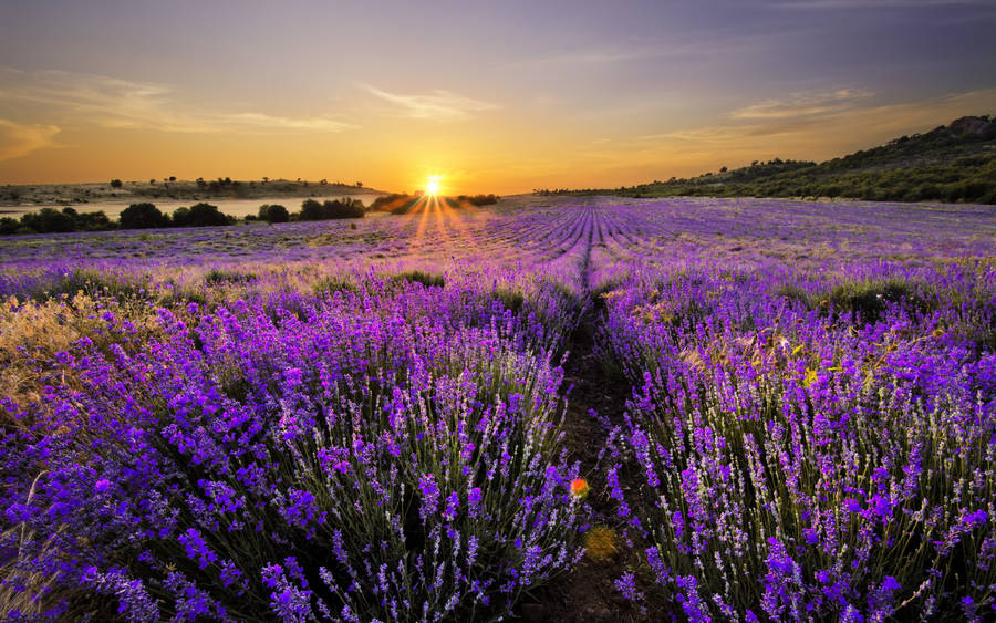 Enormous Field Of Lavender Desktop Wallpaper