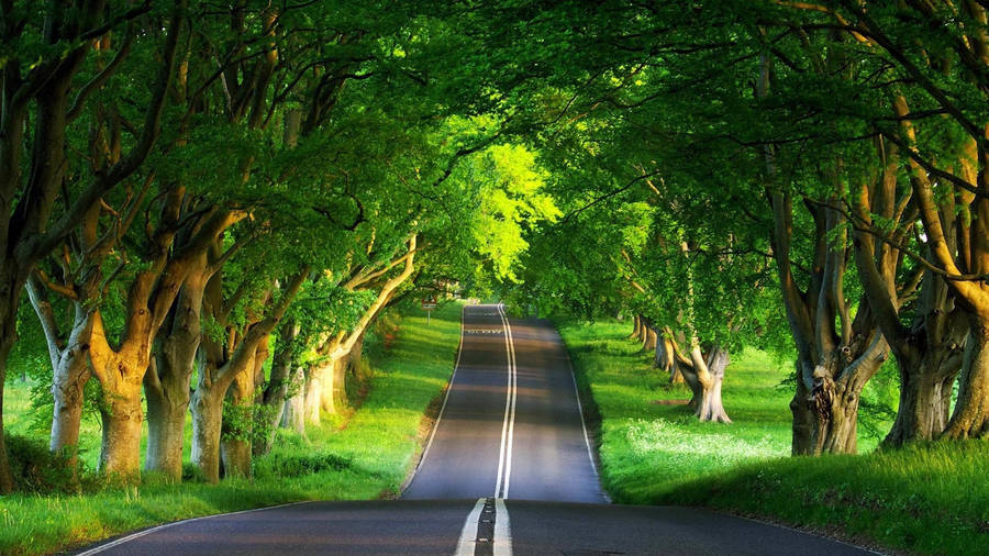 Enthralling Countryside Drive Wallpaper