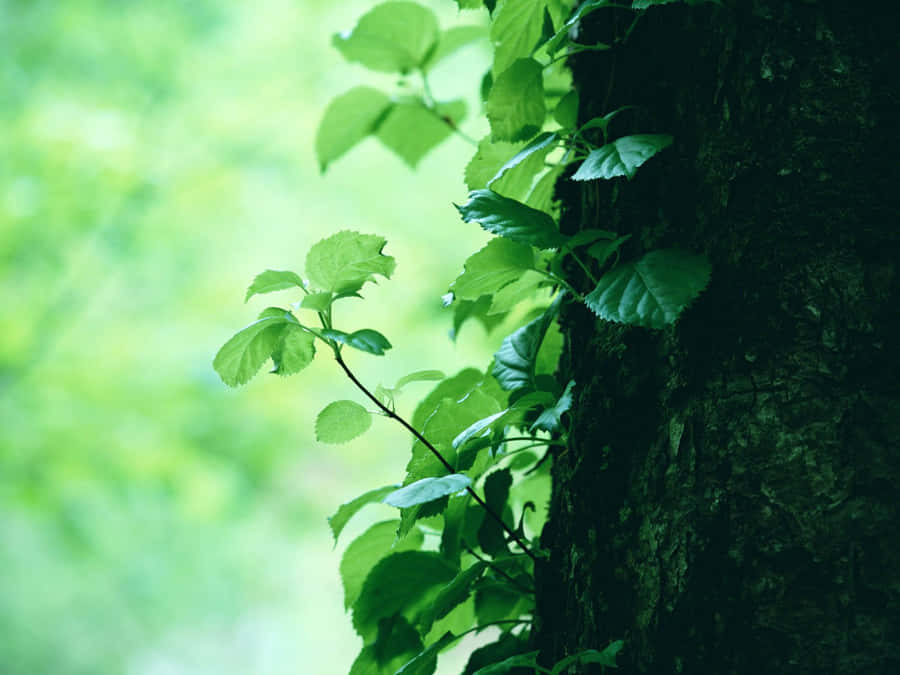 Environment New Stems On An Old Tree Wallpaper