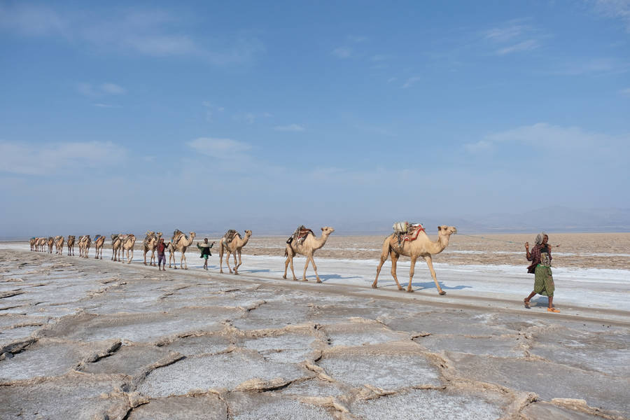 Ethiopia Afar Triangle Camels Wallpaper