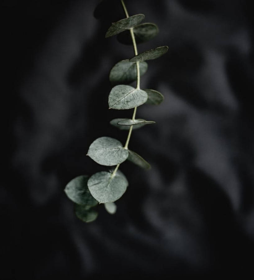 Eucalyptus Branch Sharp Focus Wallpaper