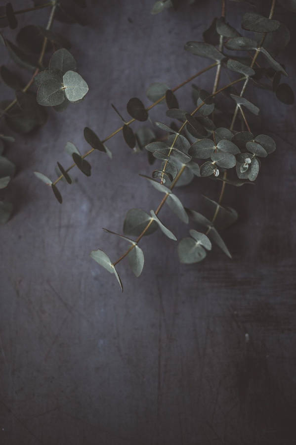 Eucalyptus Dark Green Wallpaper