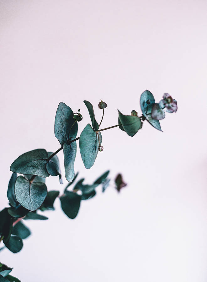 Eucalyptus Leaf Details Wallpaper