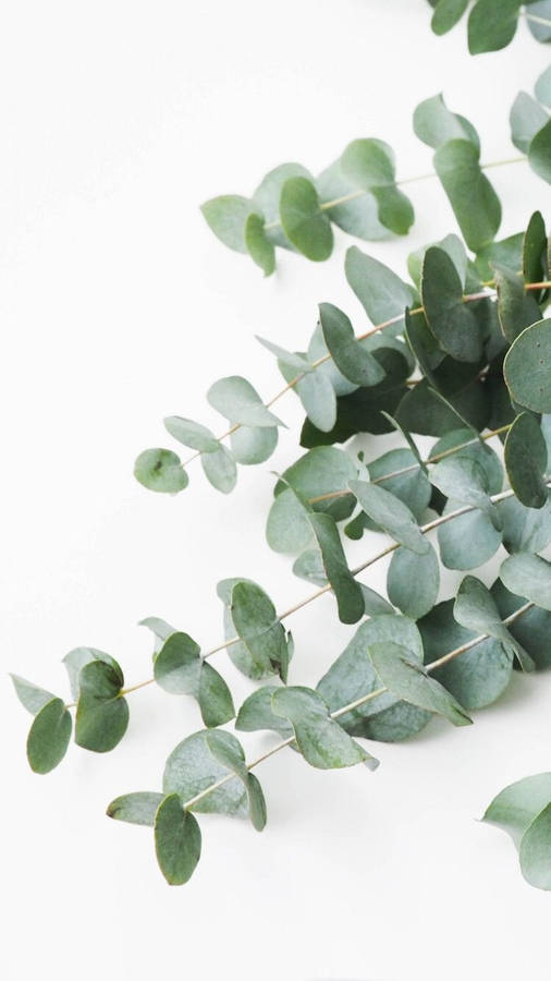 Eucalyptus On The Floor Wallpaper