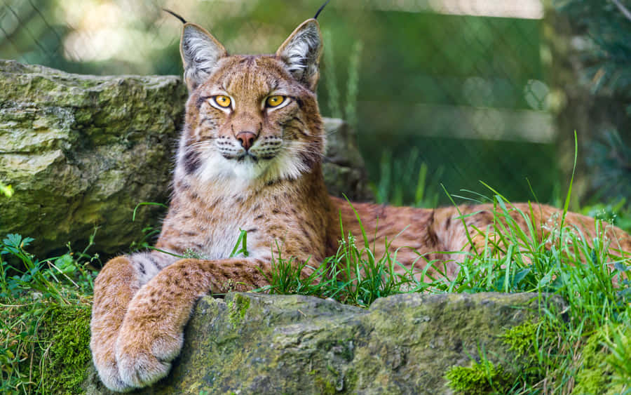 Eurasian Lynx Restingon Rocks.jpg Wallpaper