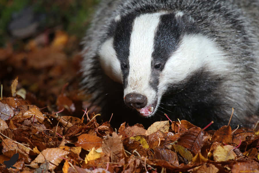 European Badgerin Autumn Leaves Wallpaper