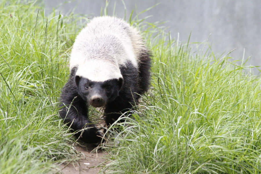 European Badgerin Grass Wallpaper