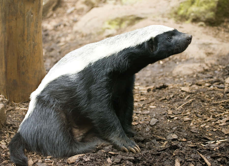 European Badgerin Habitat.jpg Wallpaper