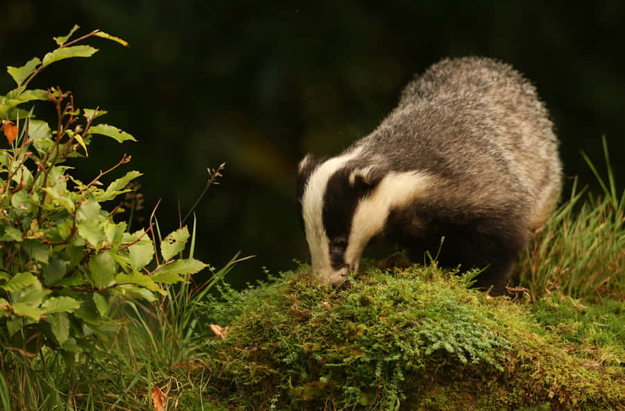 European Badgerin Natural Habitat.jpg Wallpaper