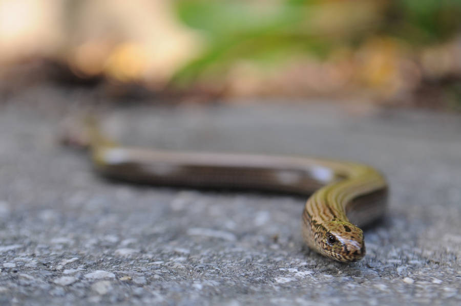 European Glass Lizard Exploring A Cemented Floor Wallpaper