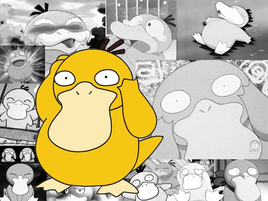 Everyone Loves That Funny Little Psyduck Wallpaper