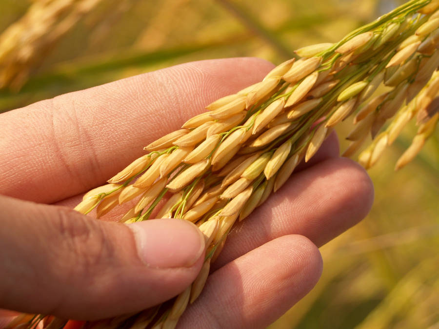 Examining Rice Stalks Wallpaper