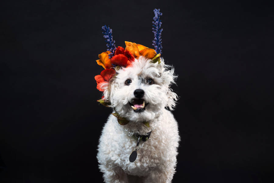 Excited Dog With Flower Wallpaper