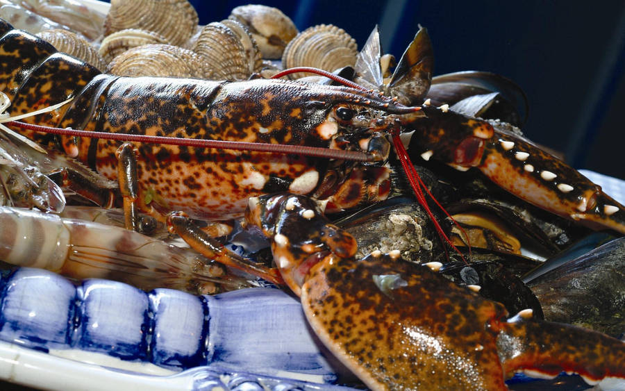 Expensive Calico Lobster Photograph Wallpaper