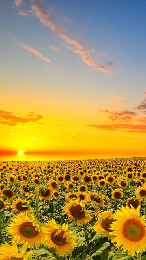 Experience The Elegance Of A Sunflower Aesthetic On Your Iphone Wallpaper