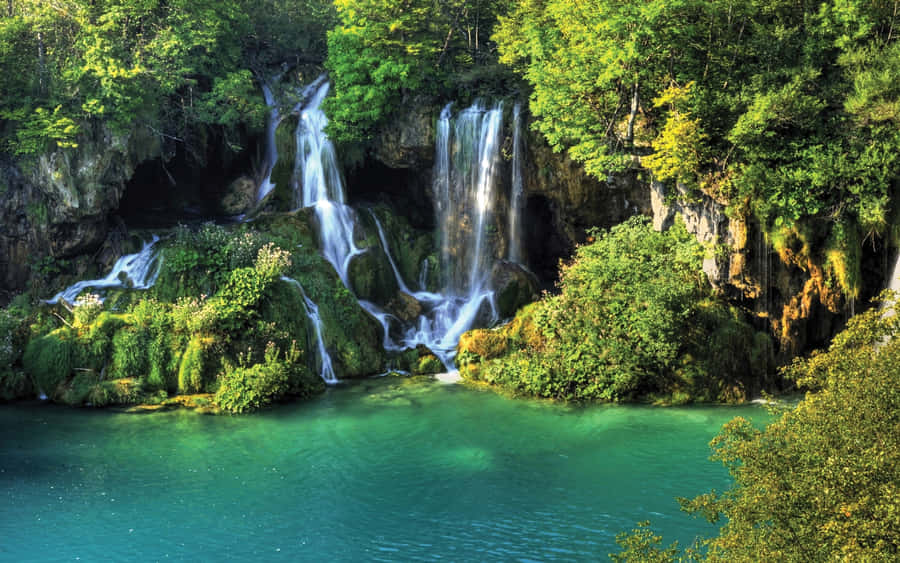 Explore The Lush Jungle With Jungle Desktop Wallpaper
