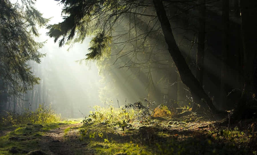 Explore The Vibrant Magic Of Nature Wallpaper