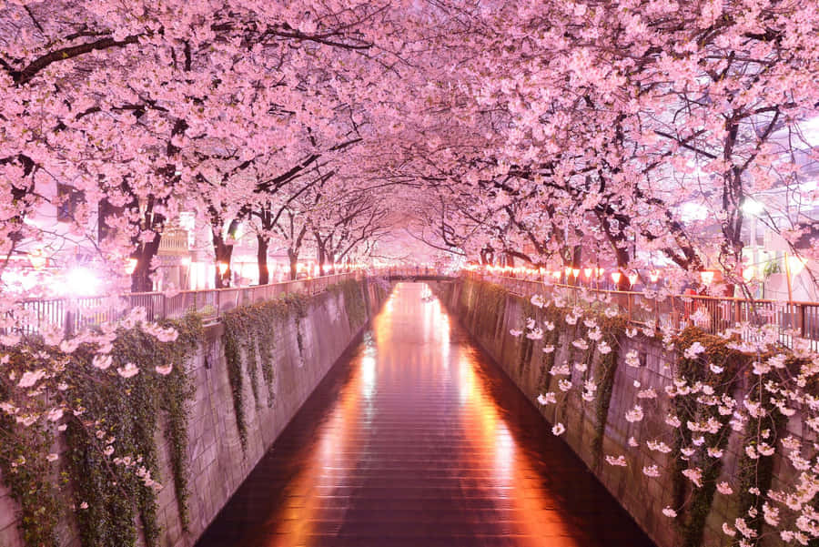 Explore The World Of Sakura Anime, With This Vibrant Wallpaper Wallpaper