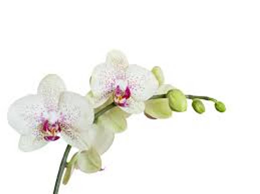 Exquisite Blooms Of White Orchids Wallpaper