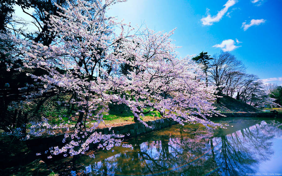 Exquisite Cherry Blossoms By The Lake Wallpaper