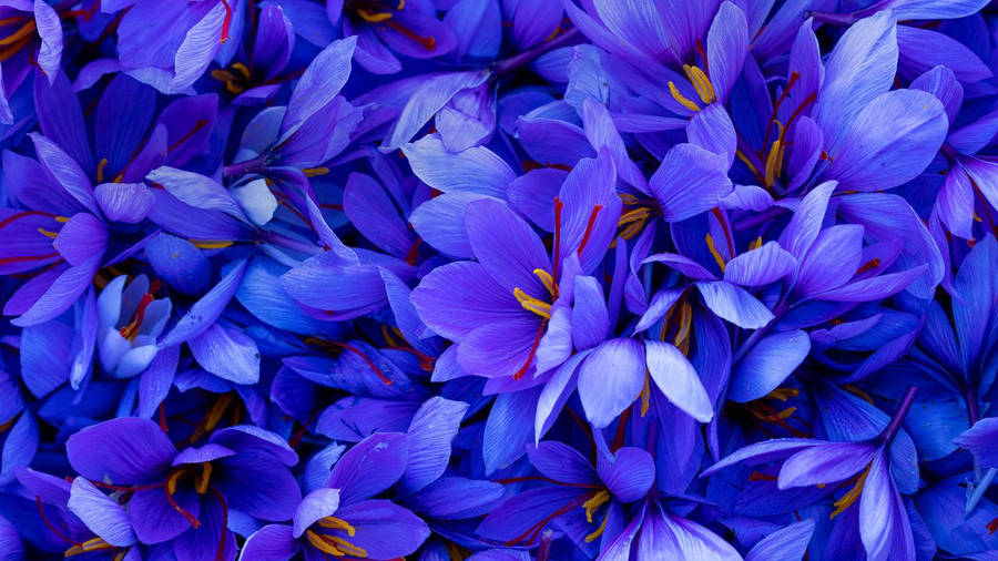 Exquisite Dark Lilac Saffron Blooms Wallpaper