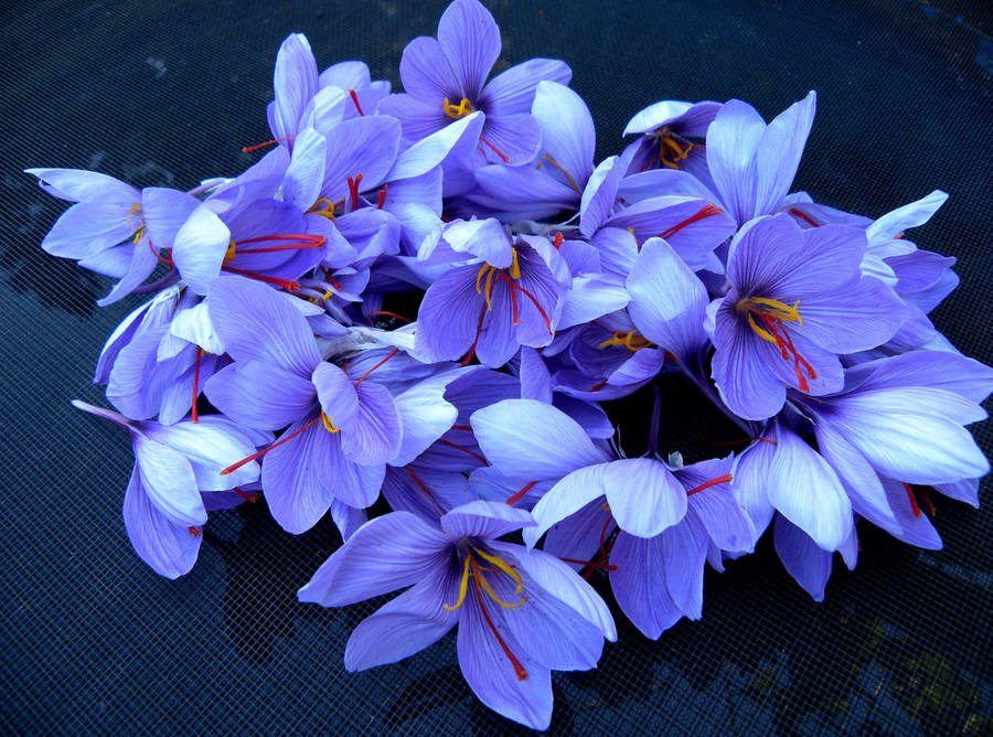 Exquisite Harvest Of Saffron Crocus Wallpaper