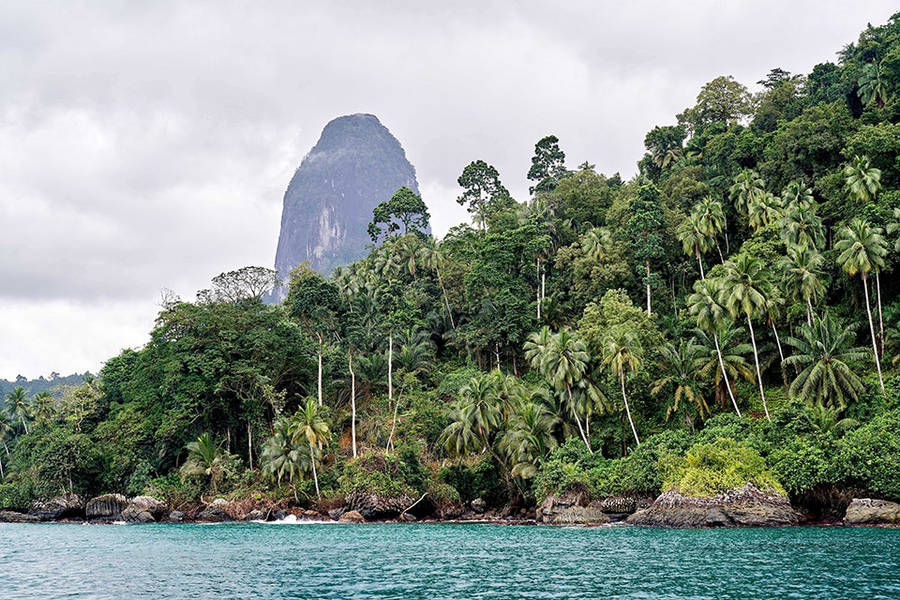 Exquisite Palm Forest In Sao Tome And Principe. Wallpaper