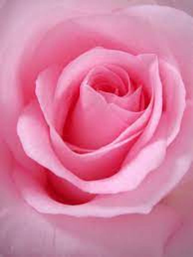 Exquisite Pink Rose In Full Bloom Wallpaper