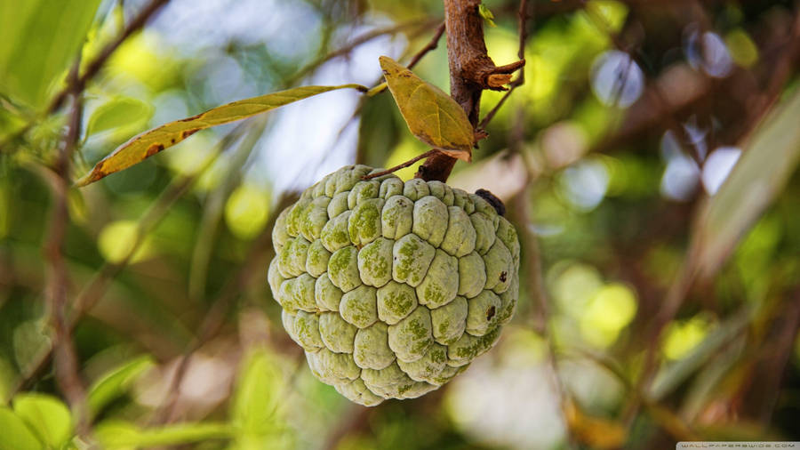 Exquisite Sugar Apple Fruit Aesthetics Wallpaper