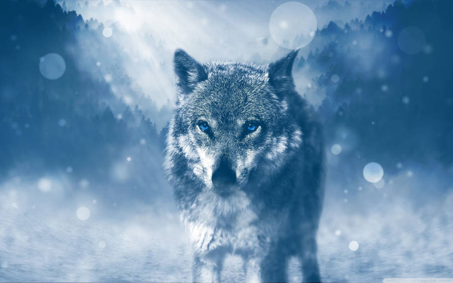 Exquisite Wolf Desktop Wallpaper