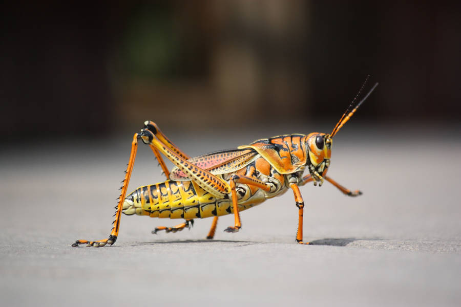 Exquisite Yellow-orange Grasshopper In Natural Habitat Wallpaper