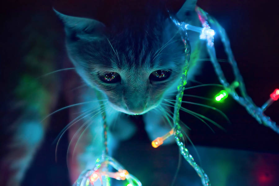 Fairy Lights Cute Cat Hd Wallpaper