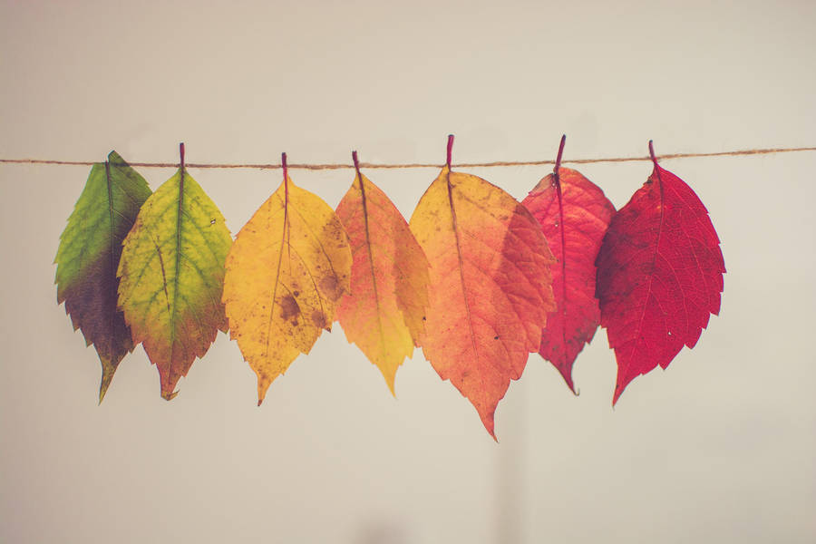 Fall Aesthetic Hanging Leaves Wallpaper