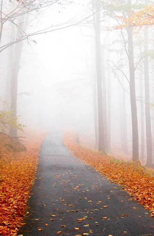 Fall Aesthetic Iphone Misty Road Wallpaper