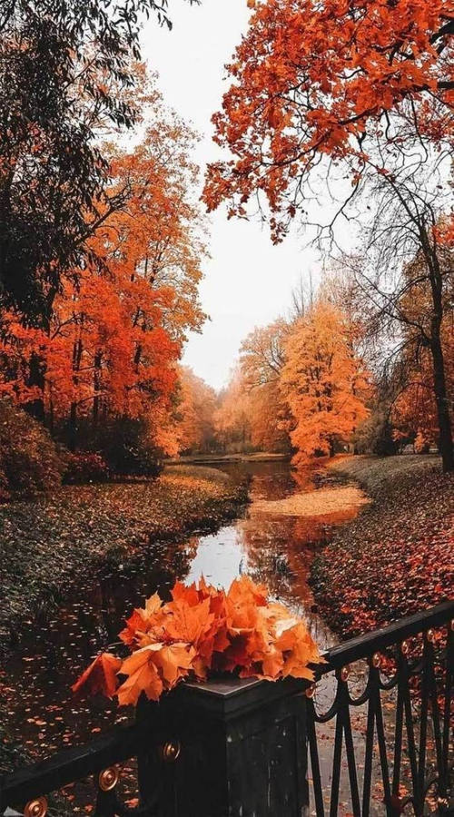 Fall Aesthetic Iphone Wet Ground Trees Wallpaper